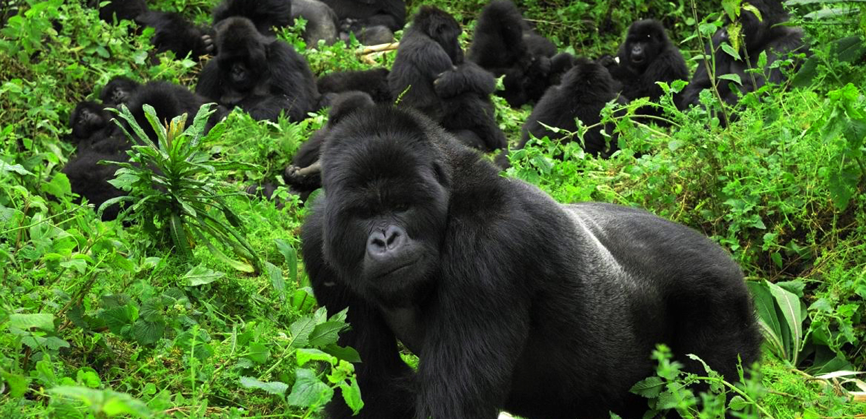 7 Days Perfect Africa Big Five Safari in Rwanda and Gorilla Trekking